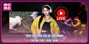 Cách Tập Luyện Cho Gà Chọi MMOO | Phương Pháp Chiến Thắng