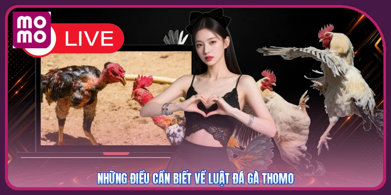 Đá Gà Thomo MMOO | Đỉnh Cao Kê Trường - Ưu Đãi Nạp 300K 2 Những điều cần biết về luật đá gà Thomo